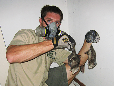 Sacramento dead animal